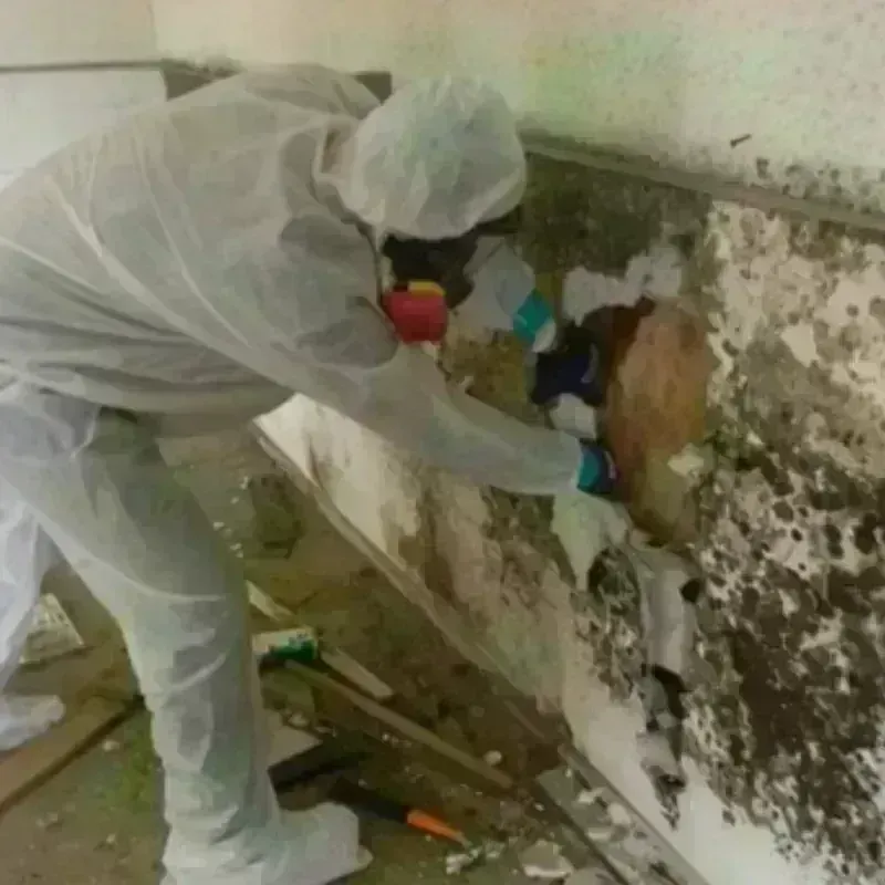 Mold Remediation and Removal in Motley County, TX